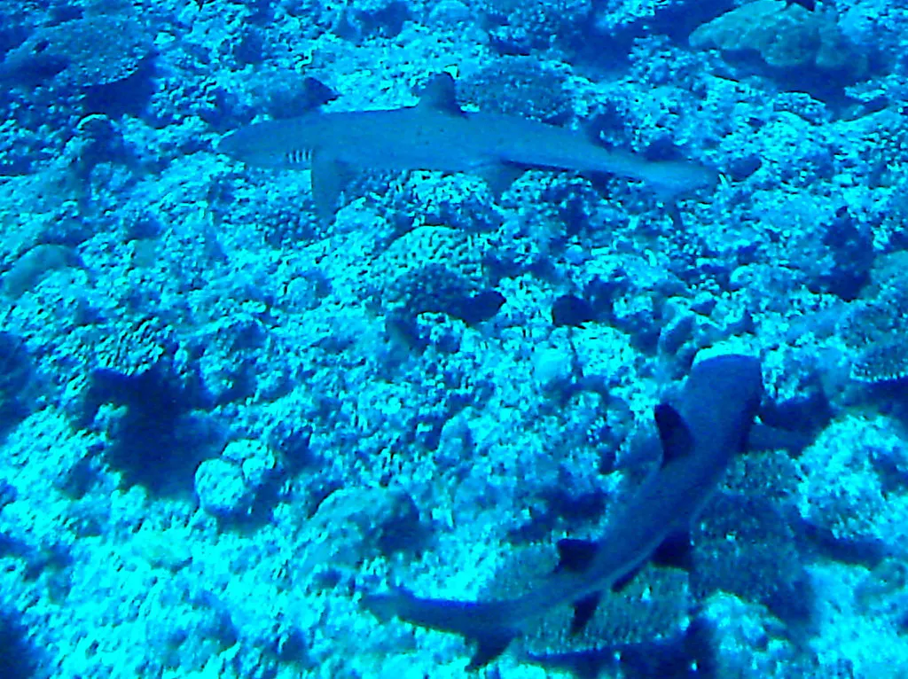Two sharks.