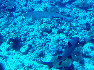 Two sharks.