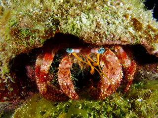Underwater photograph by Joel Bergsma