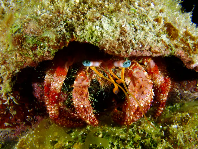Underwater photograph by Joel Bergsma