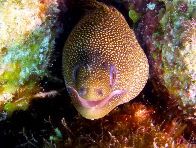 Underwater photograph by Joel Bergsma