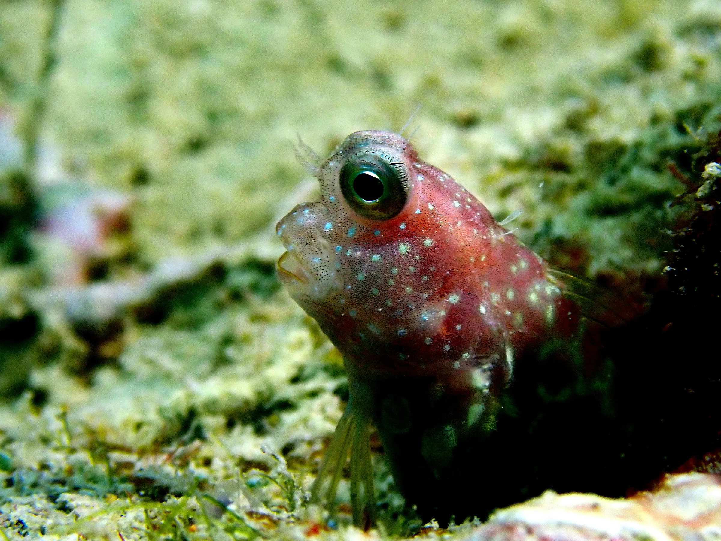 Palau underwater photograph, 2022