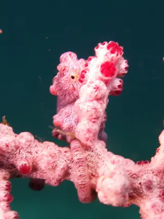 Underwater photograph by Joel Bergsma