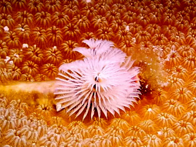 Underwater photograph by Joel Bergsma