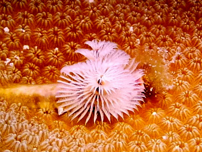 Christmas Tree Worm, Bonaire, 2013