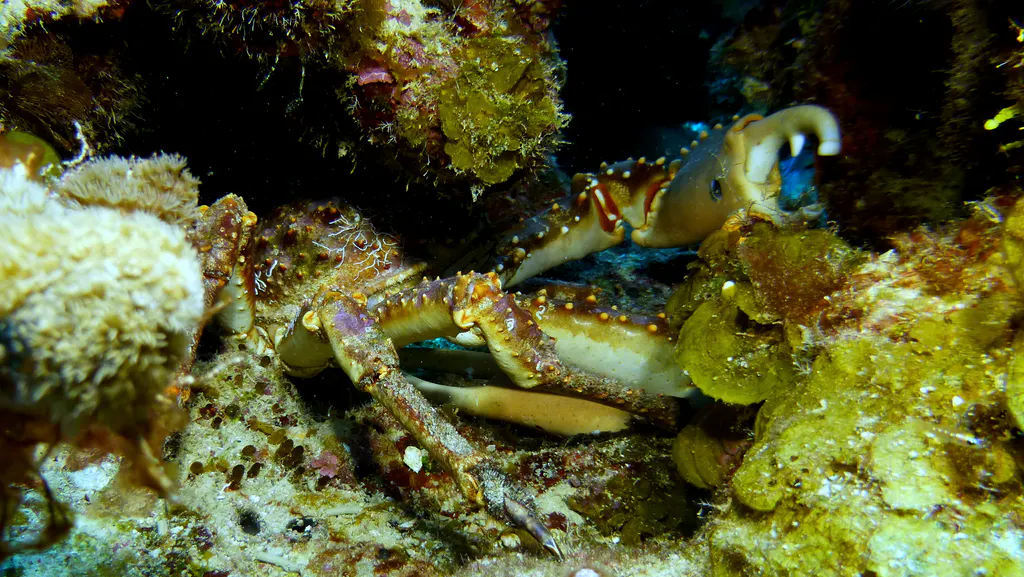 Underwater photograph by Joel Bergsma
