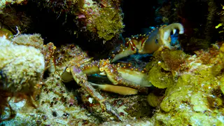 Underwater photograph by Joel Bergsma