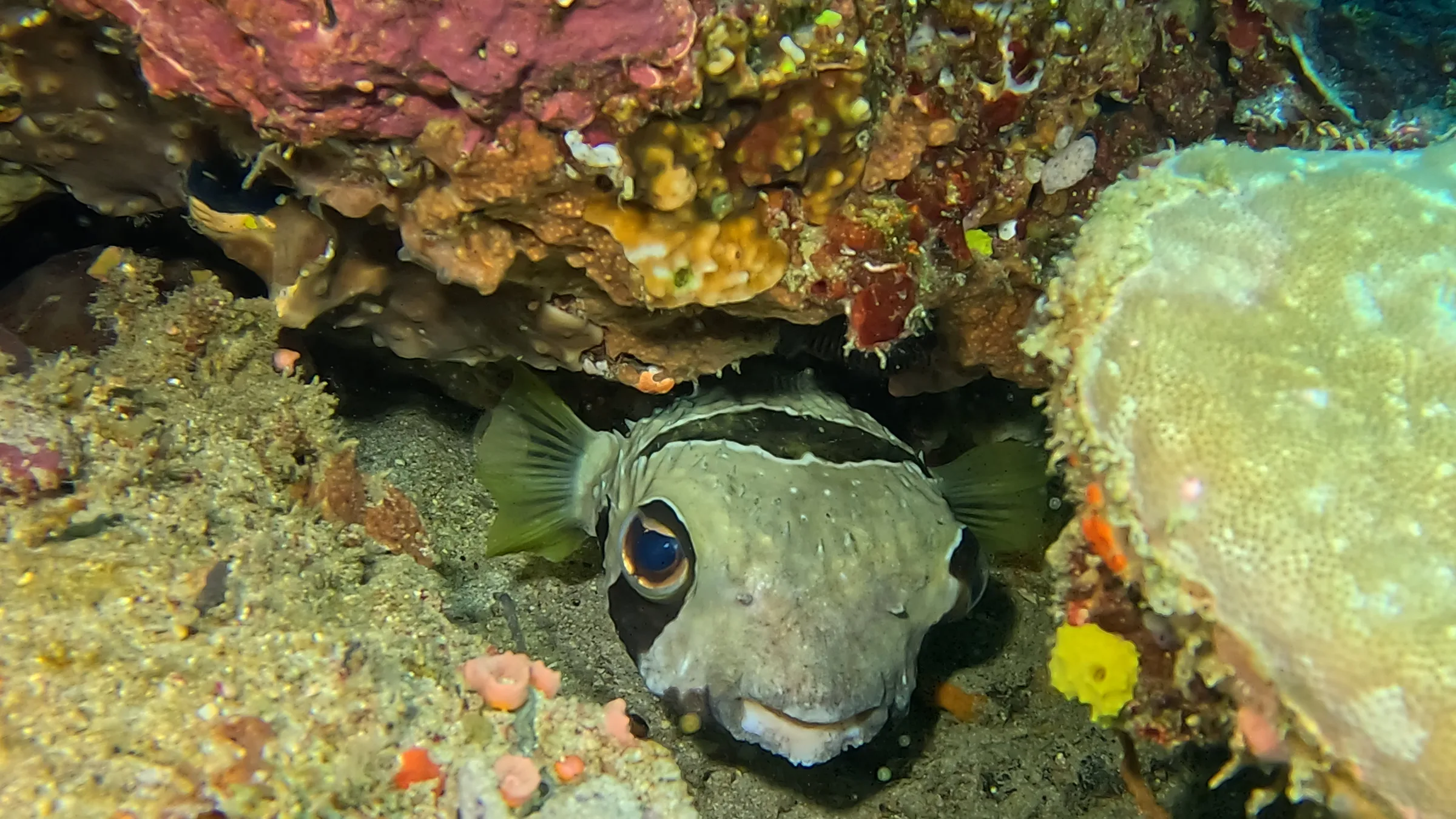 Philippines underwater photograph, 2026