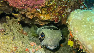Underwater photograph by Joel Bergsma