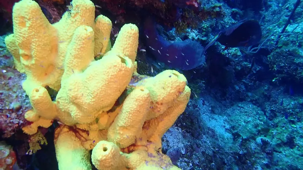 Parrotfish feeds on coral