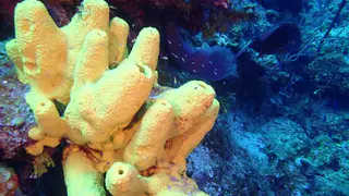 Parrotfish feeds on coral