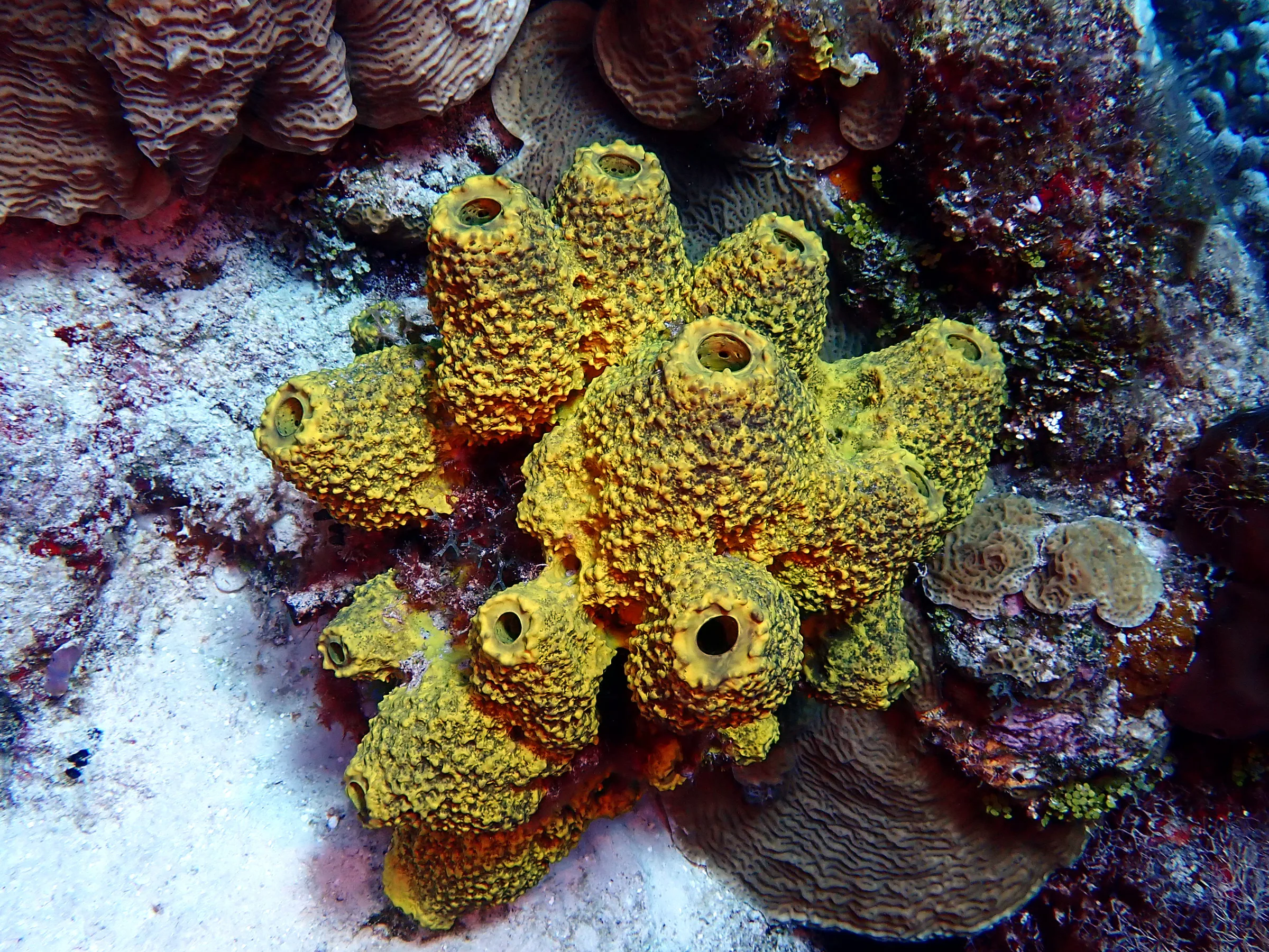Cozumel underwater photograph, 2023