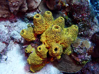 Underwater photograph by Joel Bergsma