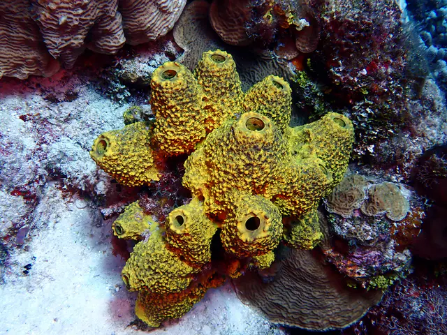 Underwater photograph by Joel Bergsma