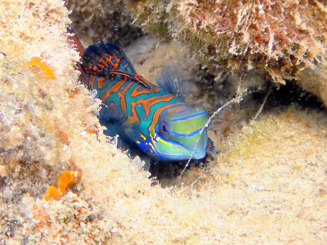 Mandarinfish. See Gerald Allen, et al, Reef Fish Identification - Tropical Pacific (2003) at page 289.
