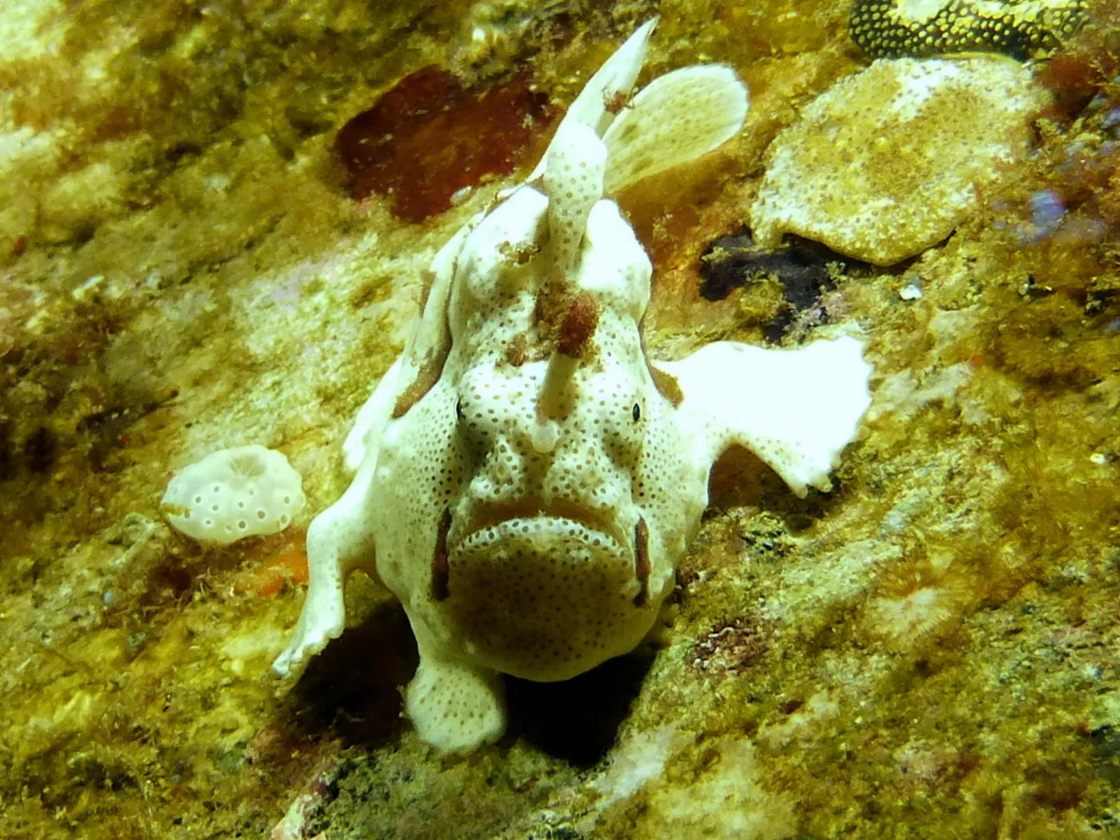 Frogfish, Philippines, 2014