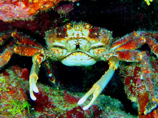 Underwater photograph by Joel Bergsma