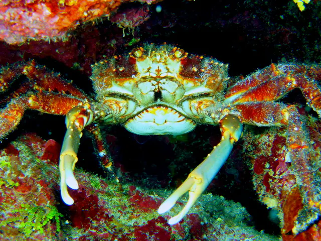Underwater photograph by Joel Bergsma