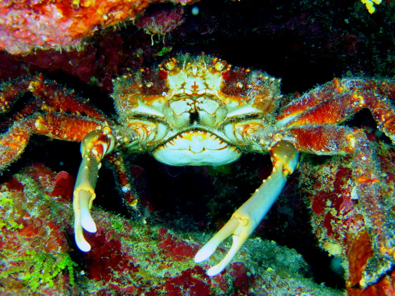 Channel Clinging Crab, Cayman Islands, 2014