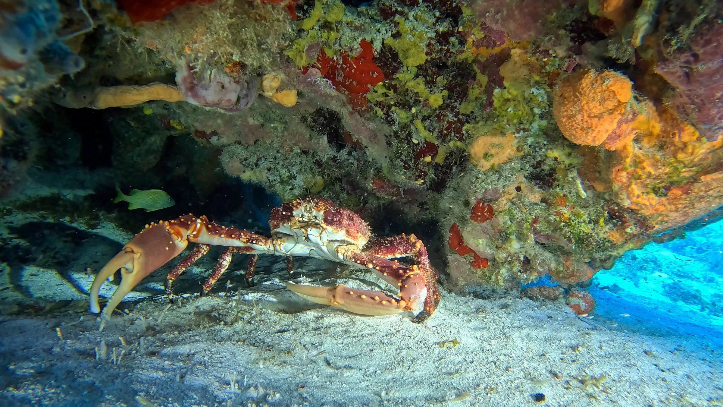 Cozumel underwater photograph, 2025