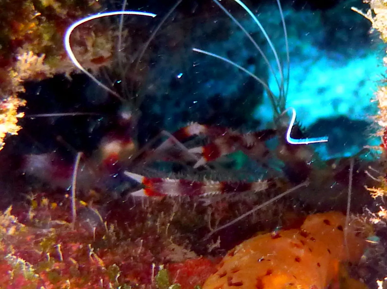 Banded Coral Shrimp, Bonaire, 2013