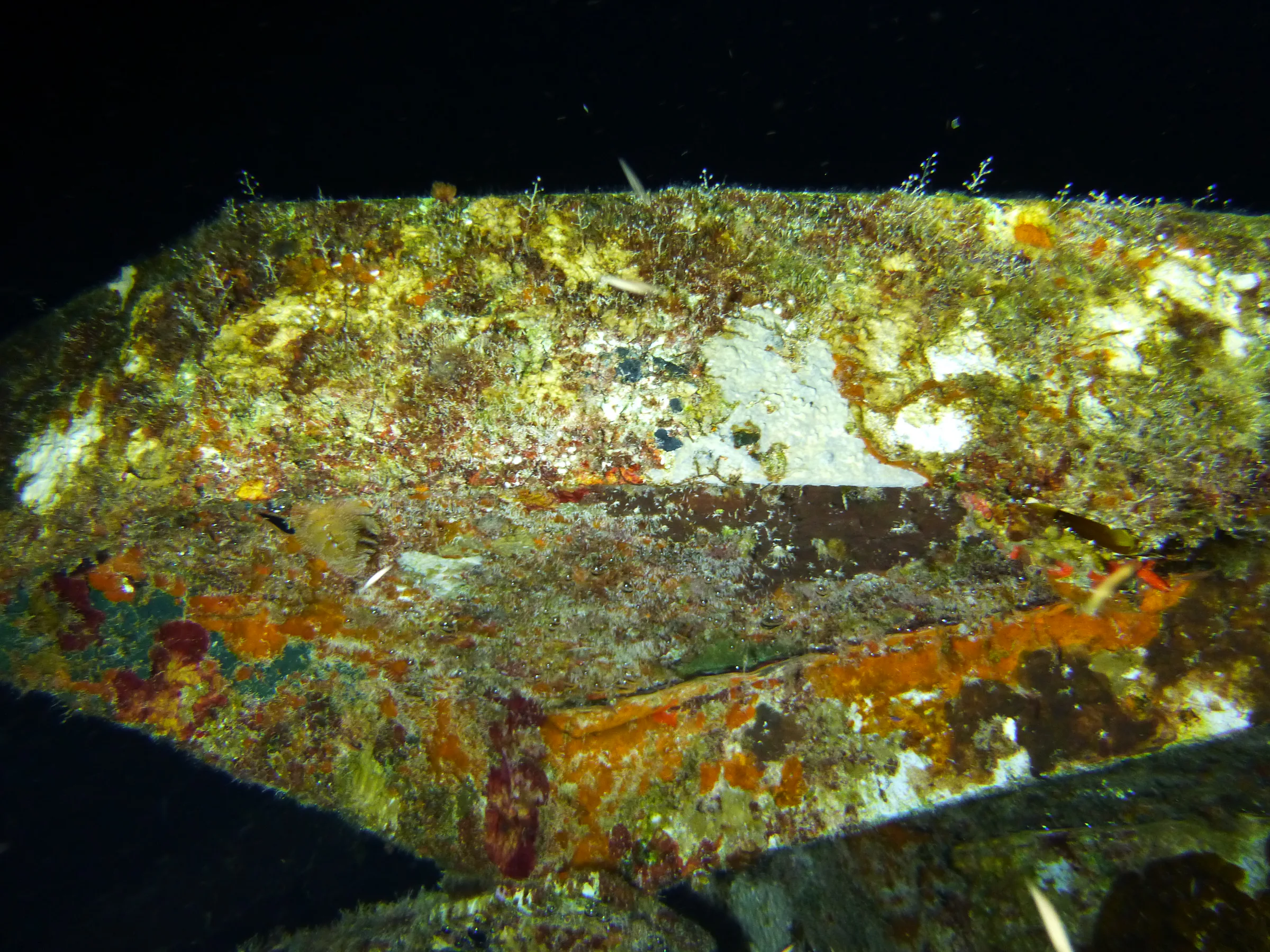 Cayman Islands underwater photograph, 2014