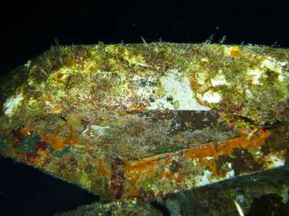 Underwater photograph by Joel Bergsma