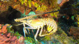 Lobster with eggs