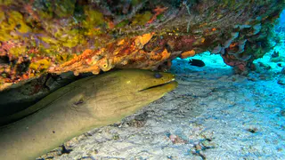 Underwater photograph by Joel Bergsma