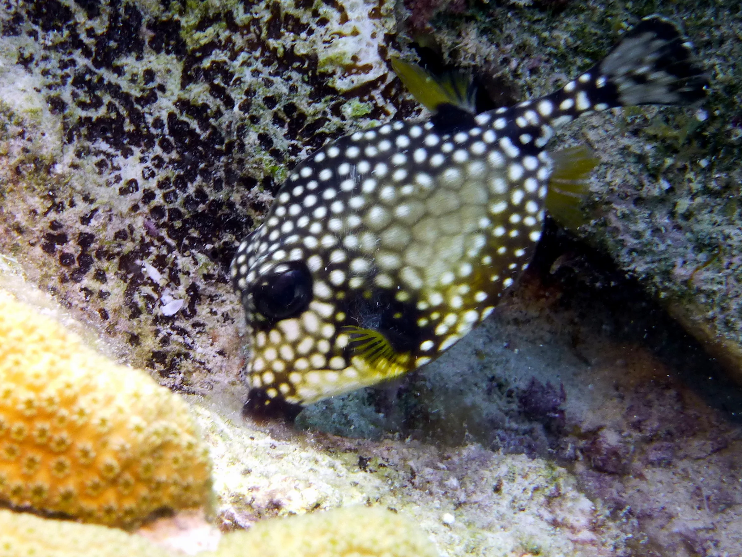 Smooth Trunkfish, Bonaire, 2013