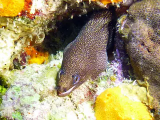 Underwater photograph by Joel Bergsma