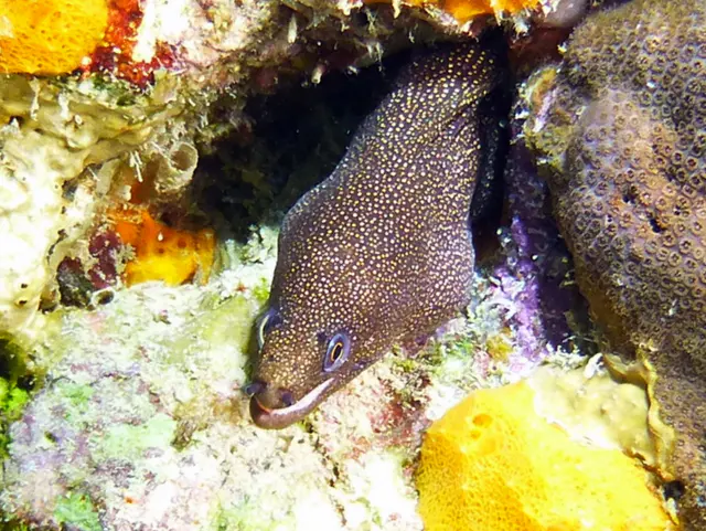 Underwater photograph by Joel Bergsma