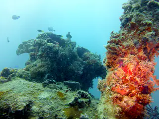 Underwater photograph by Joel Bergsma