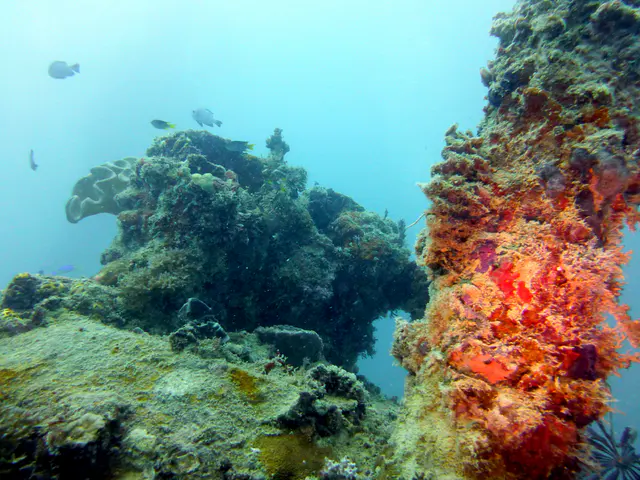Underwater photograph by Joel Bergsma
