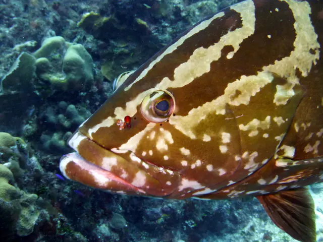 Underwater photograph by Joel Bergsma