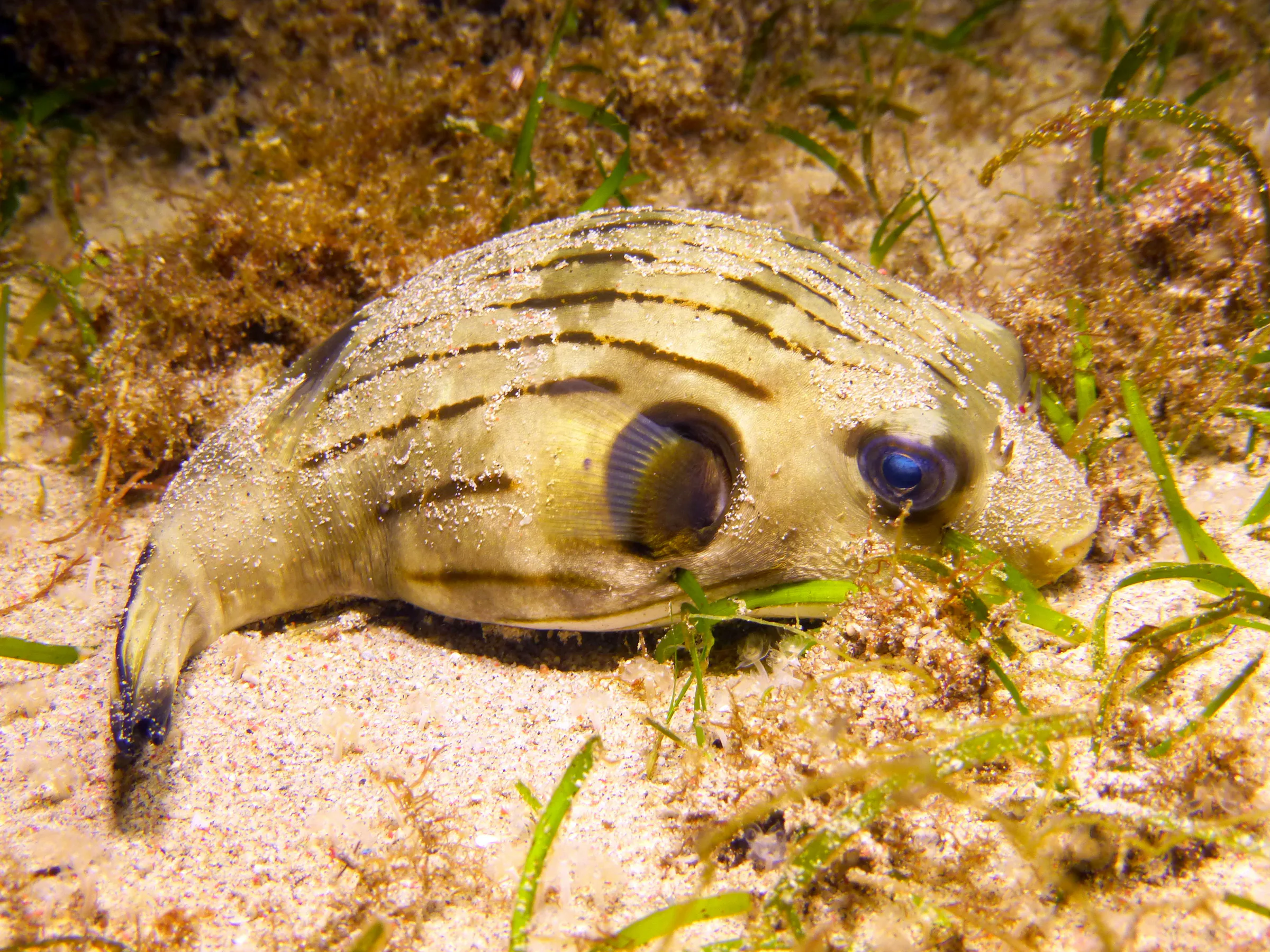 Pufferfish, Philippines, 2014