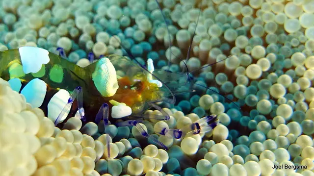 Underwater photograph by Joel Bergsma