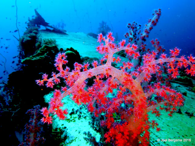 Underwater photograph by Joel Bergsma