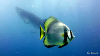 Underwater photograph by Joel Bergsma