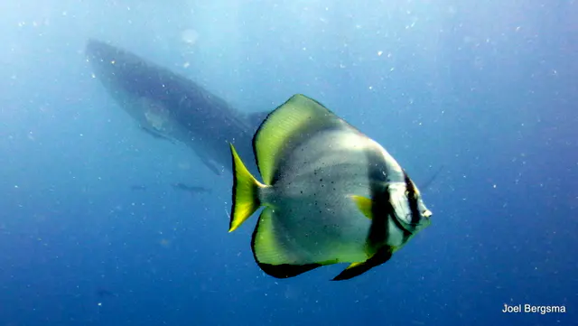 Underwater photograph by Joel Bergsma