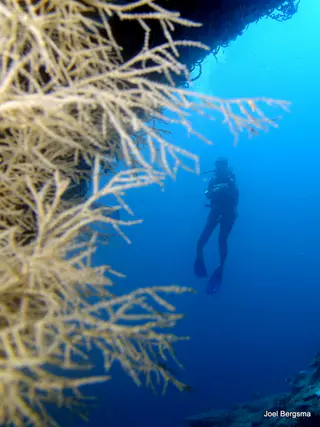 Underwater photograph by Joel Bergsma