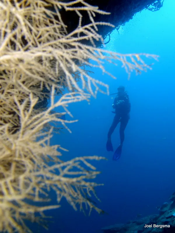 Philippines underwater photograph, 2017