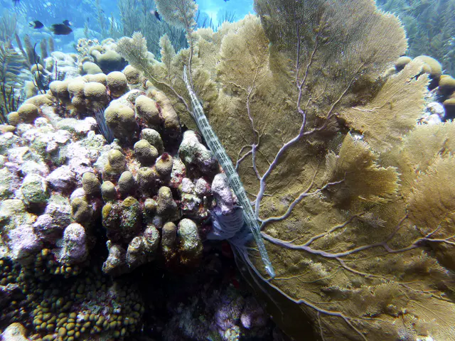 Underwater photograph by Joel Bergsma