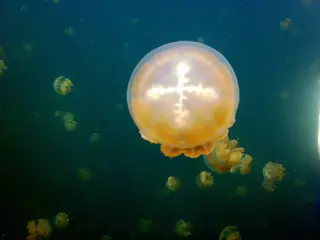 Golden Jellyfish.  A plus figure on top.
