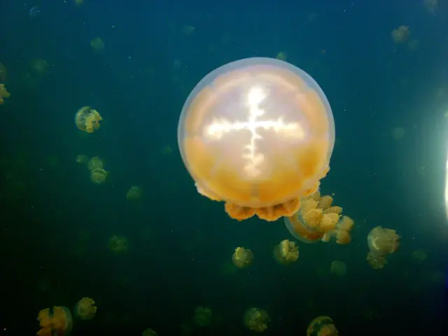 Golden Jellyfish.  A plus figure on top.