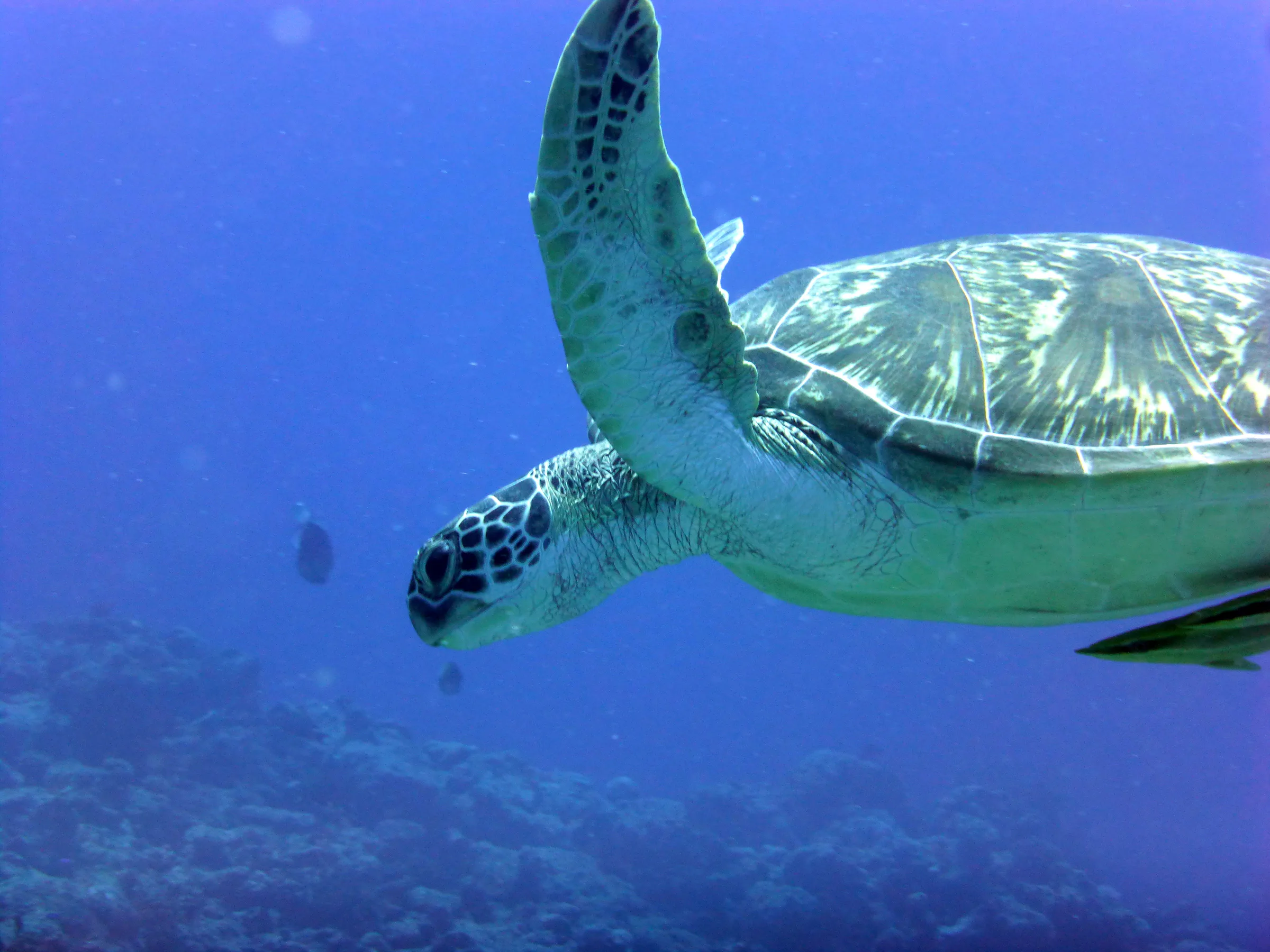 Turtle, Palau, 2013