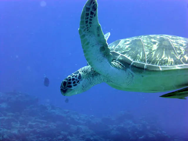 Underwater photograph by Joel Bergsma