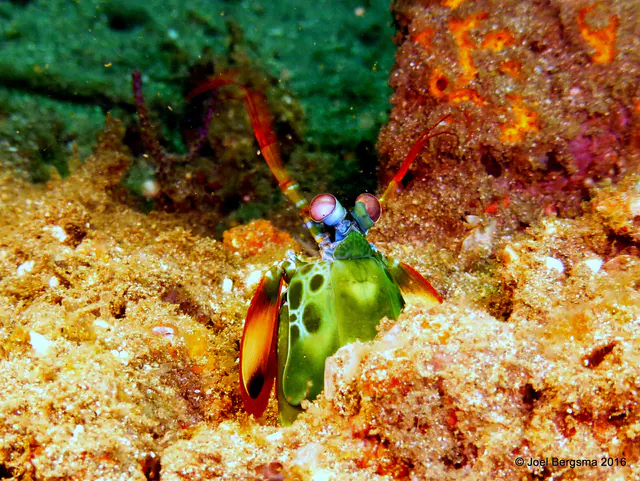 Underwater photograph by Joel Bergsma