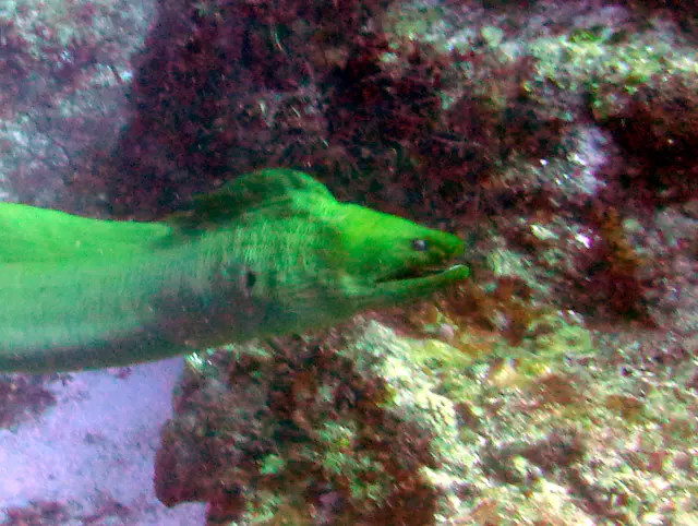 Underwater photograph by Joel Bergsma