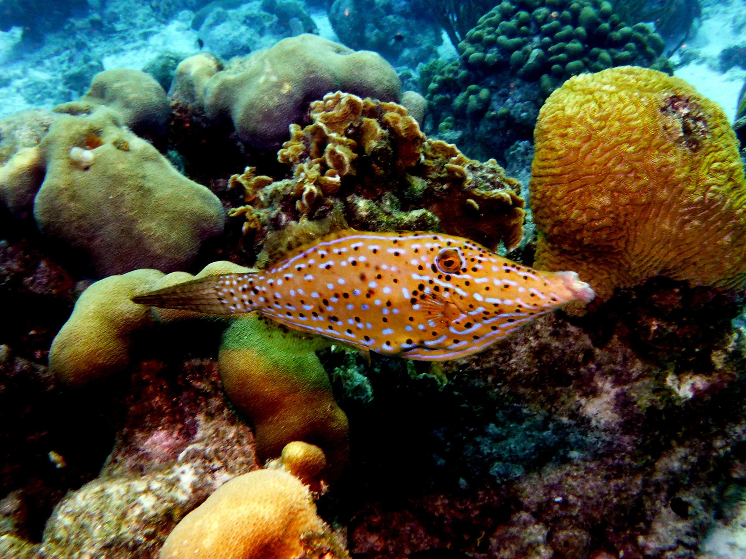 Filefish, Bonaire, 2013